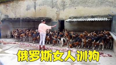 俄罗斯的女训犬师，一人单挑100条猎犬，吼一声猎犬腿都被吓软-原创解说文案