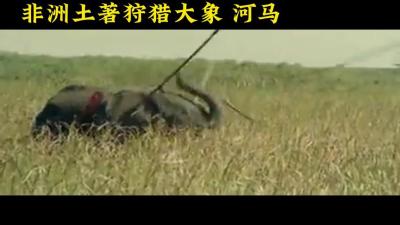 人类第一次拍到原始人狩猎大象，象鼻竹条串起来，象牙就是垃圾-原创解说文案