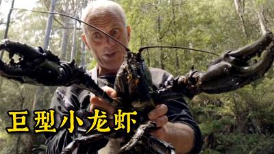 河中巨怪：世界上体型最大的淡水小龙虾，看完你流口水了吗！-原创解说文案