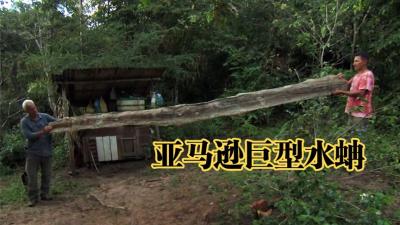 河中巨怪：杰叔潜入亚马逊河底，寻找一种能在水下压死人的怪物！-吾爱原创解说文案