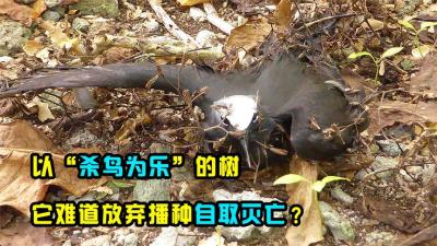 盲目进化的物种多可怕？捕鸟树“沉迷杀鸟”，连播种都不管了？-原创解说文案