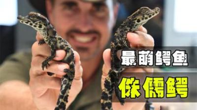世界上最小的鳄鱼有多小？最大的鳄鱼又到底有多大？-原创解说文案