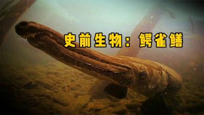 河中巨怪：和恐龙一样古老的水怪，却因长得像鳄鱼被人类误解百年-原创解说文案