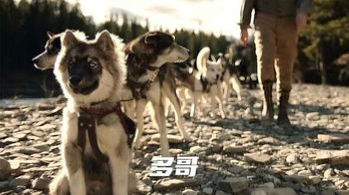 《聊斋志异》名犬多哥：我不是为雪橇而生，我是为你而活-吾爱原创解说文案-[原创首发]-吾爱文案网