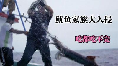 鱿鱼大入侵：成千上万条鱿鱼入侵搁浅在海岸边，当地渔业陷入危机-吾爱原创解说文案