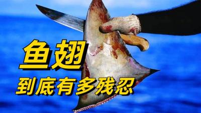 真实的鱼翅如何生产？鲨鱼被割掉鱼鳍再扔回海里，一斤能卖400元-原创解说文案