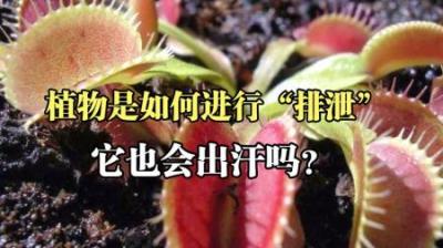 植物也能大便吗-吾爱原创解说文案