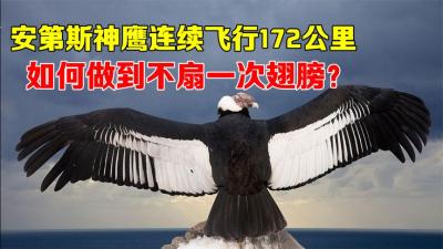 连续飞行172公里，中间不扇一次翅膀！安第斯神鹰是如何做到的？-吾爱原创解说文案