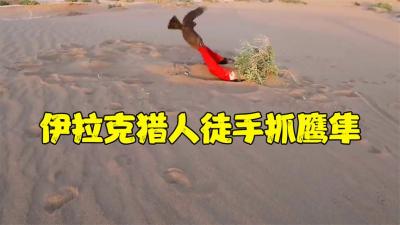 伊拉克的天才猎人，身体埋进沙坑中，利用小鸟手抓鹰隼-吾爱原创解说文案