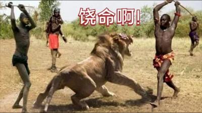 非洲部落的天才马赛人，全村围猎雄狮，几十根长矛将狮子扎成蜂窝-原创解说文案