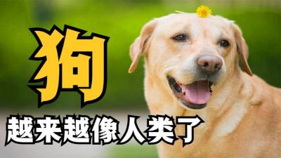 为什么狗越来越像人？简直成精了，就差不会开口说话了-吾爱原创解说文案