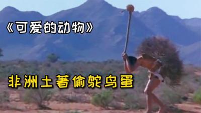 可爱的动物：原来非洲土著是这样偷走沙漠中鸵鸟蛋！学到了-吾爱原创解说文案