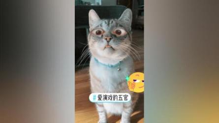 绿幕五官第一人称吐槽搞笑视频制作方法-课程-网盘资源分享