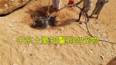 迪拜土豪的神仙方法抓鬣狗，开洒水车沙漠灌水，再带回家养成狗-原创解说文案