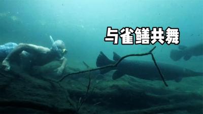 河中巨怪：杰里米潜入水底，测试鳄雀鳝是否会攻击人类！-原创解说文案