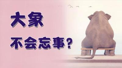 为什么大象不会忘事-原创解说文案