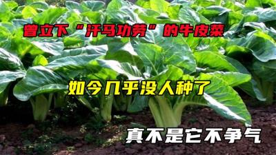 曾立下“汗马功劳”的牛皮菜，如今几乎没人种了，真不是它不争气-吾爱原创解说文案