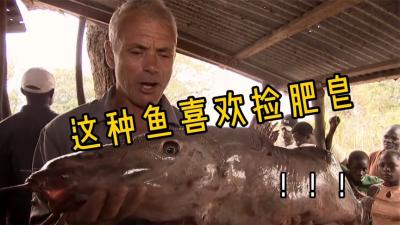 刚果河水妖：喜欢吃肥皂的怪鱼，化身水妖把渔民拉下水！-原创解说文案