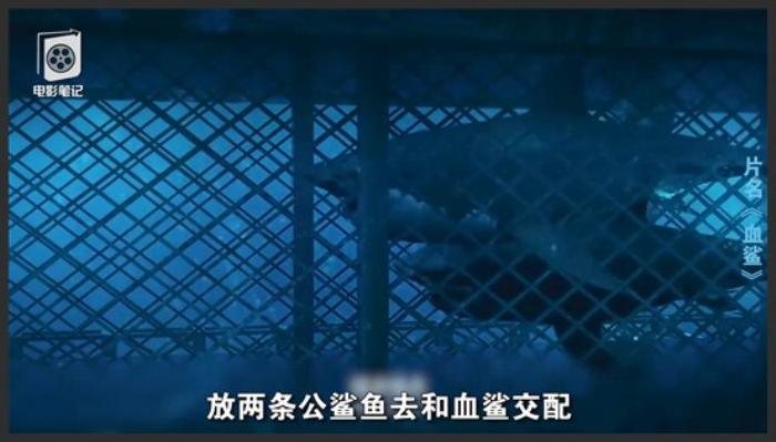 《血鲨》《血鲨》吐血狂喷鲨鱼题材烂片，没有比这个特效更糟糕的电影《血鲨》《血鲨2020》-吾爱原创解说文案-[原创首发]-吾爱文案网