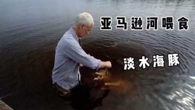 河中巨怪：杰里米去亚马逊河钓食人鱼，不料遇见淡水海豚！-原创解说文案