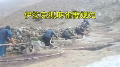 伊拉克麻雀泛滥，一次抓几百只，抓到最多的人就可优先获得求偶权-原创解说文案