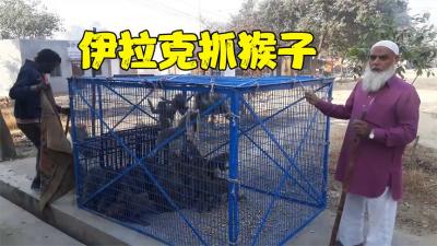伊拉克街头的捕猴师，一个铁笼放进饼干，抓了几十只偷牲口的泼猴-原创解说文案