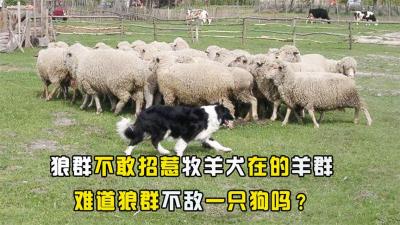 为何狼群不敢攻击，有牧羊犬保护的羊群，难道群狼难敌一条狗？-原创解说文案