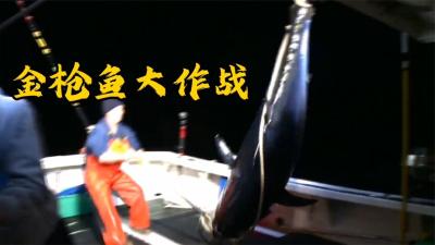 捕鱼生死斗：原来珍贵得蓝鳍金枪鱼是被渔民们这样捕捞上来的！-原创解说文案
