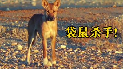 自然档案：澳洲大量袋鼠被神秘生物咬掉头颅，狗子差点背锅！-吾爱原创解说文案