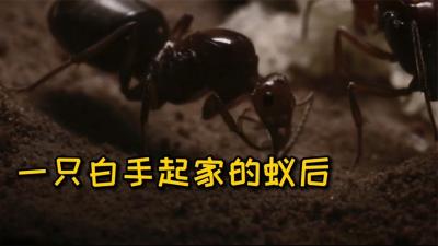 蚂蚁帝国：一只蚁后叫姐妹白手起家，还在洞内上演了宫斗大片！-原创解说文案