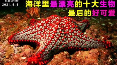 海洋里最漂亮的十大生物，最后一个超可爱-原创解说文案