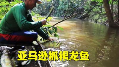巴西亚马逊抓鱼的神仙体验，银龙鱼比杂鱼还多，抓到就是几棒槌-原创解说文案
