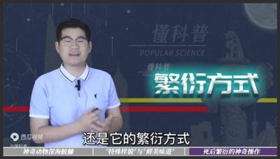 死后还能繁衍？雄cK为了后代拼尽全力，不惜消耗生命变成器官-原创解说文案