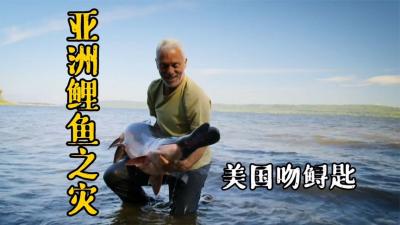 河中巨怪：亚洲鲤鱼泛滥密西西比河，杰叔过去吃了一道油炸鲤鱼！-吾爱原创解说文案