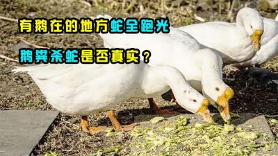 有鹅的地方蛇跑光？老人常说鹅粪杀蛇，这究竟是不是真的呢？-原创解说文案