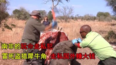 南非的玩命盗猎犯，枪口下盗猎犀牛角走私，为了钱连命都不想要了-吾爱原创解说文案