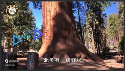 768米！中国大陆最高“通天树”，为啥高树迈不过120米这道坎？-原创解说文案
