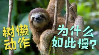 树懒为什么这么慢？-原创解说文案