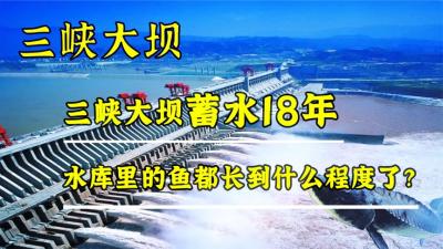 蓄水18年的三峡大坝，堪称鱼界天堂，如今鱼都长到什么程度了？-吾爱原创解说文案