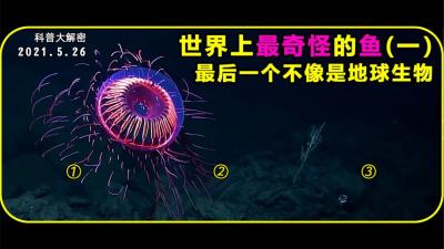 世界上最奇怪的鱼最后一个不像是地球生物-原创解说文案