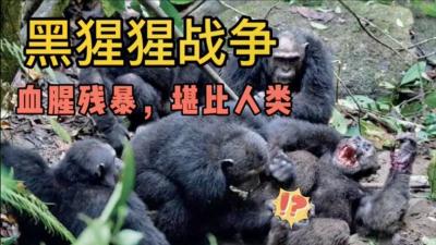 持续4年的贡贝黑猩猩战争，撕下对手皮肤、摘生殖器只为宣示成功-原创解说文案
