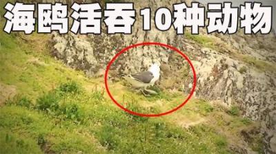海鸥吞食小动物的10个残忍画面排行榜，今天才知道海鸥这么凶残！-原创解说文案