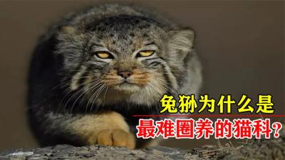 兔狲外表呆萌憨厚，为何是最难圈养的猫科？国内仅一家动物园饲养-原创解说文案