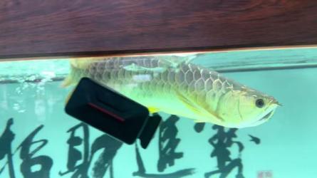 最新某养鱼平台无限撸红包项目，提现秒到轻松日入几百+-课程-网盘资源分享