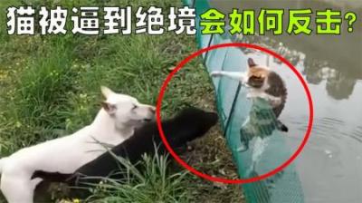 动物们的奇怪行为大盘点，猫咪被狗子逼到绝境后会怎样反击？-原创解说文案
