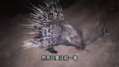 伊拉克的天才猎人，豪猪洞直接钻，挖一天一夜再用渔网得手-吾爱原创解说文案