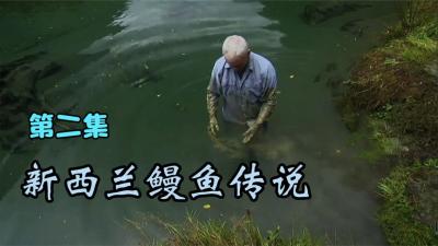 河中巨怪：杰叔为了验证鳗鱼的凶残性，竟然亲自下水当鱼饵！-原创解说文案