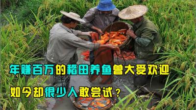 年赚百万的“稻田养鱼”，曾深受欢迎，现如今却很少人想尝试？-原创解说文案