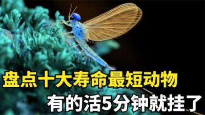 寿命最短的10种动物盘点-吾爱原创解说文案