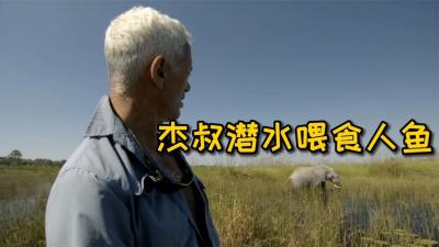 河中巨怪：杰叔去非洲潜水喂食人鱼，还和鳄鱼一起游泳，太牛了！-吾爱原创解说文案